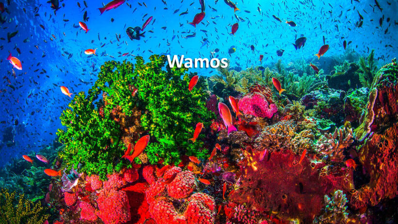 wamos tours caribe